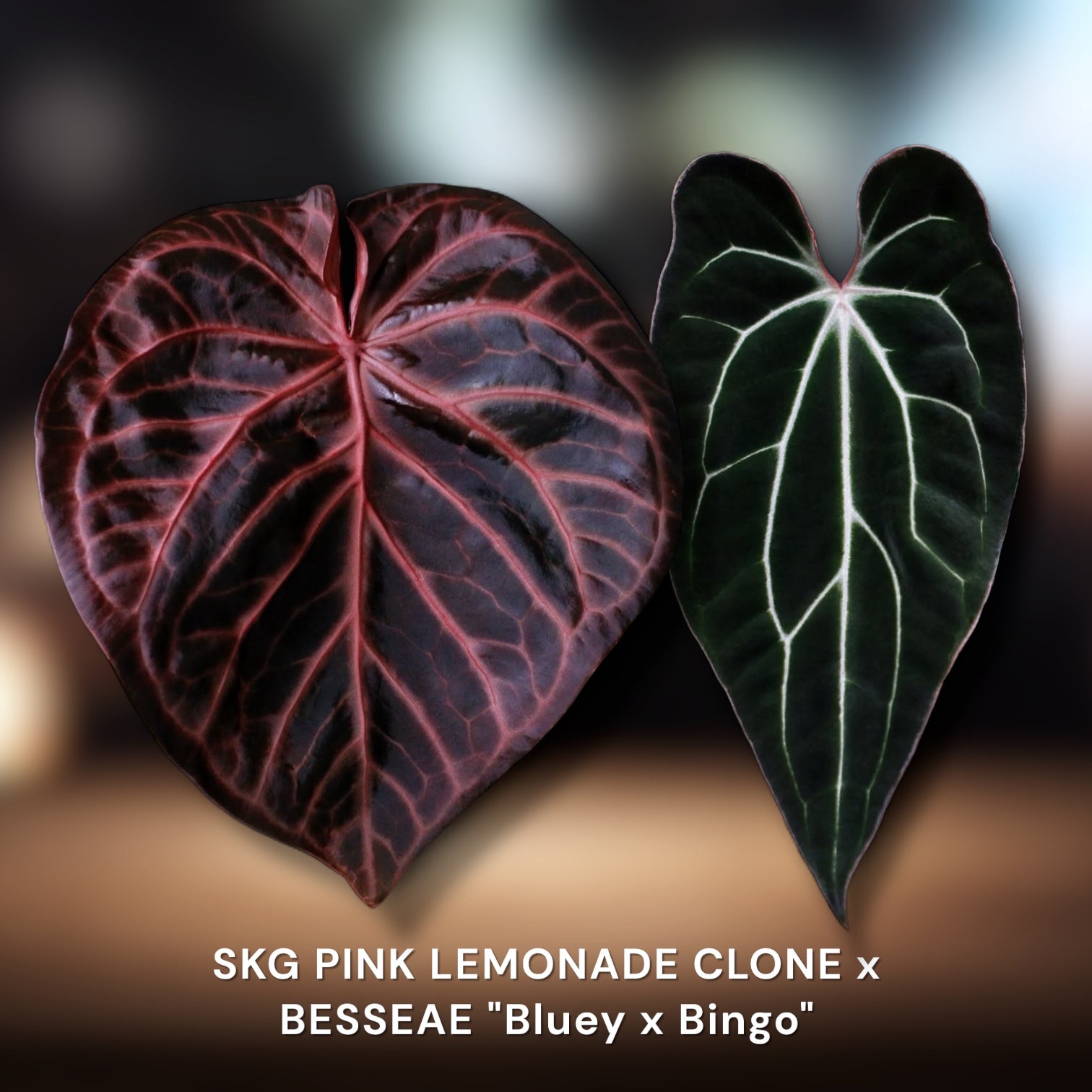 Anthurium SKG Pink Lemonade✖️SKG Silver Anthurium SKG Pink Lemonade × (SKG Grey × Z&M) | JiggyPlantGuy