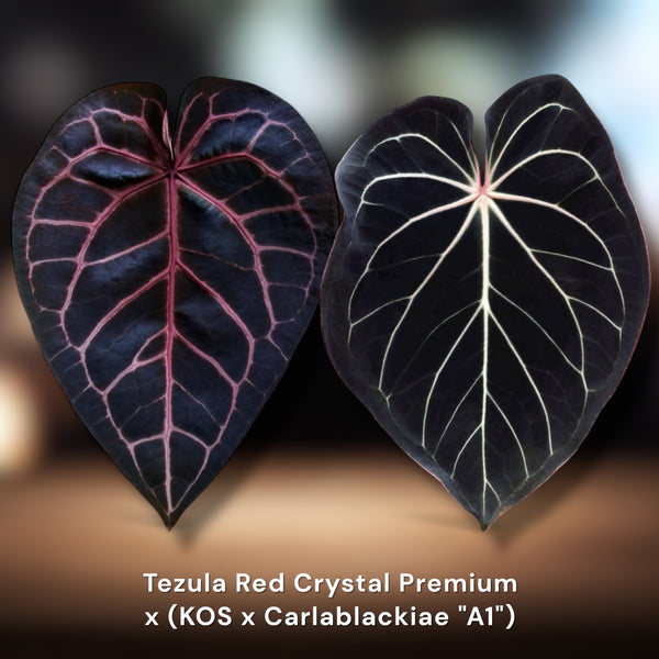 Tezula RC Premium x (KOS x Carlablackiae) – Jiggy Plant Guy