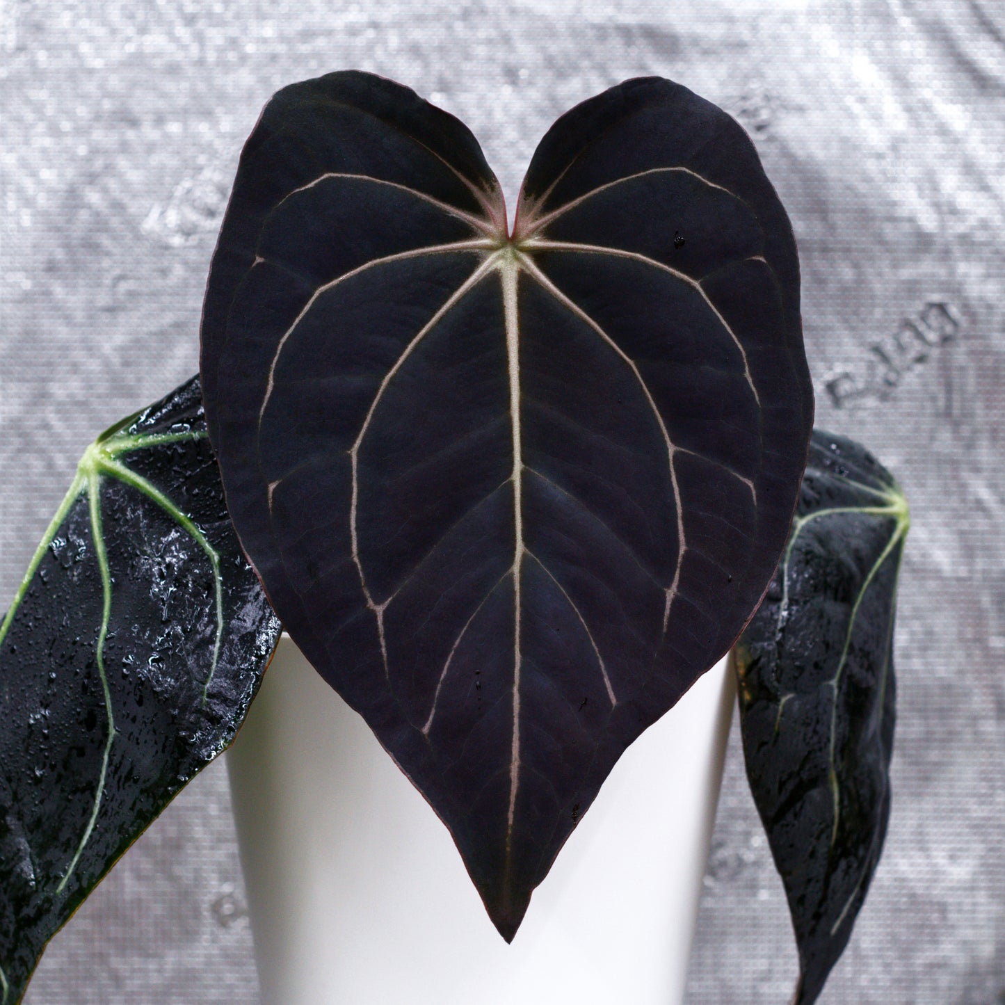 Variegated Wonderboy x Pap × Carlablackiae "Amanda"