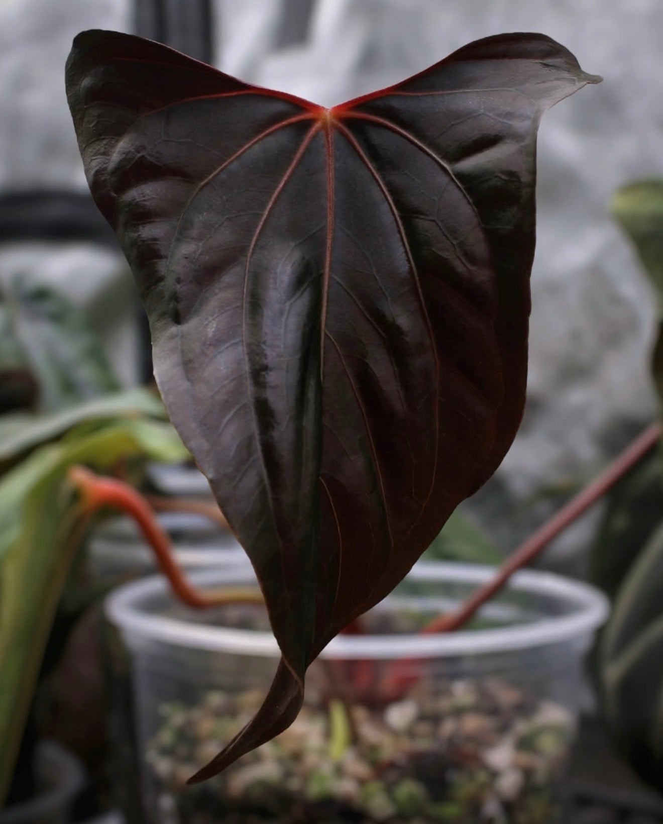 Ralph Lynam Ripple Papillilaminum Seedling | JiggyPlantGuy