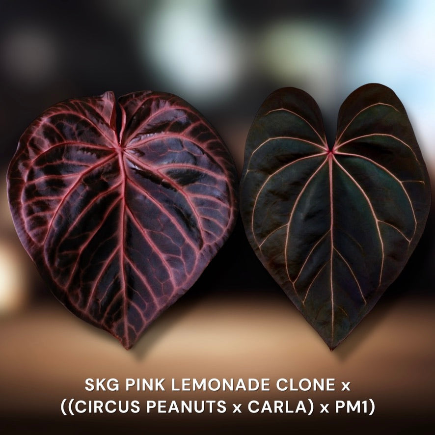 SKG Pink Lemonade × Grey × Z&M Anthurium | JiggyPlantGuy