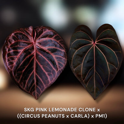 SKG PINK LEMONADE CLONE x ((CIRCUS PEANUTS x CARLA) x PM1))