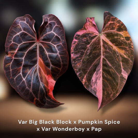 **New Release** :: (Var. BBB X Pumkin Spice) x Var. Wonderboy X Pap