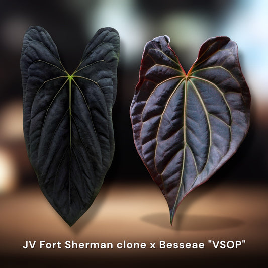 Fort Sherman Clone x Besseae aff. “VSOP”