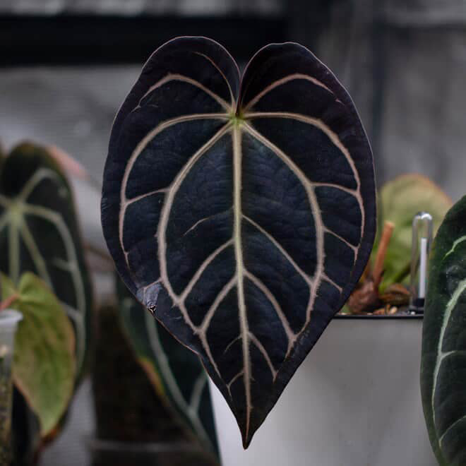 Sp. Trilobe Singapore x Carlablackiae