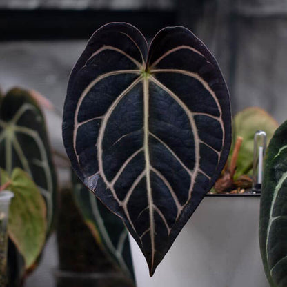 Sp. Trilobe Singapore x Carlablackiae