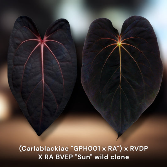 (Carlablackiae × RVDP) × BVEP Sun