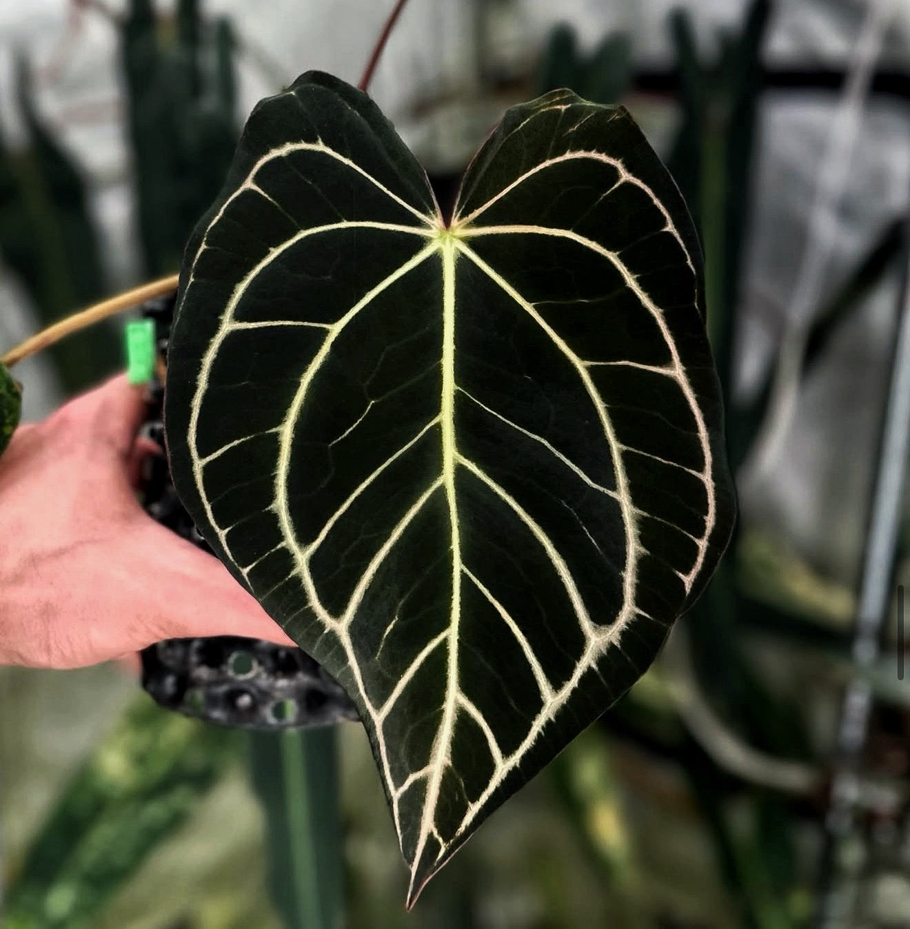 Jiggy Carlablackiae Vol. 2 Seedling | JiggyPlantGuy