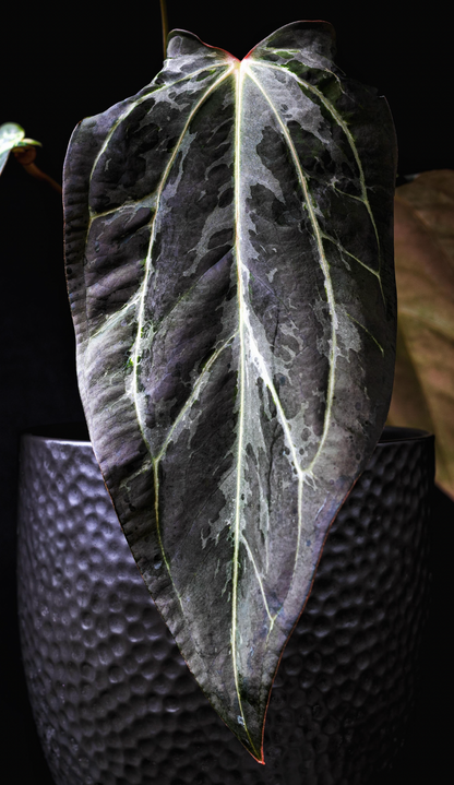 (Carlablackiae x Port) x (Silver Tiger Muchlis)