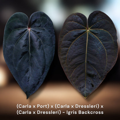 Igris Backcross :: (Carla x Port) x (Carla x Dressleri) x (Carla x Dressleri)