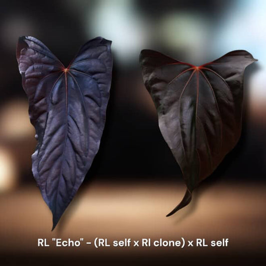 RL (Ralph Lynam) "Echo"