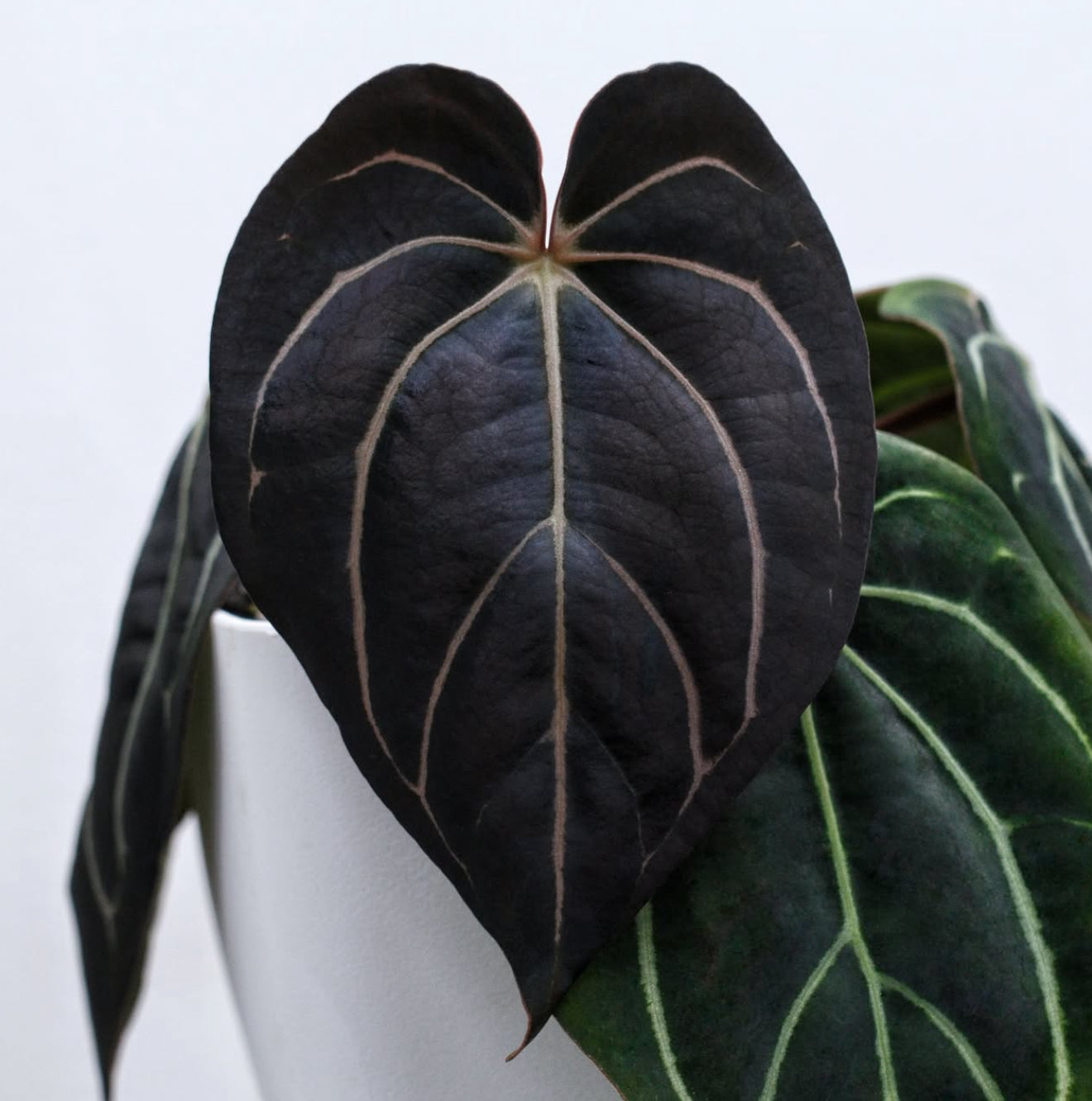 Rg Dressleri F2 x Carla 