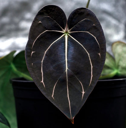 Jiggy Carlablackiae :: Volume 2 (JPG.2 × RA7 clone)