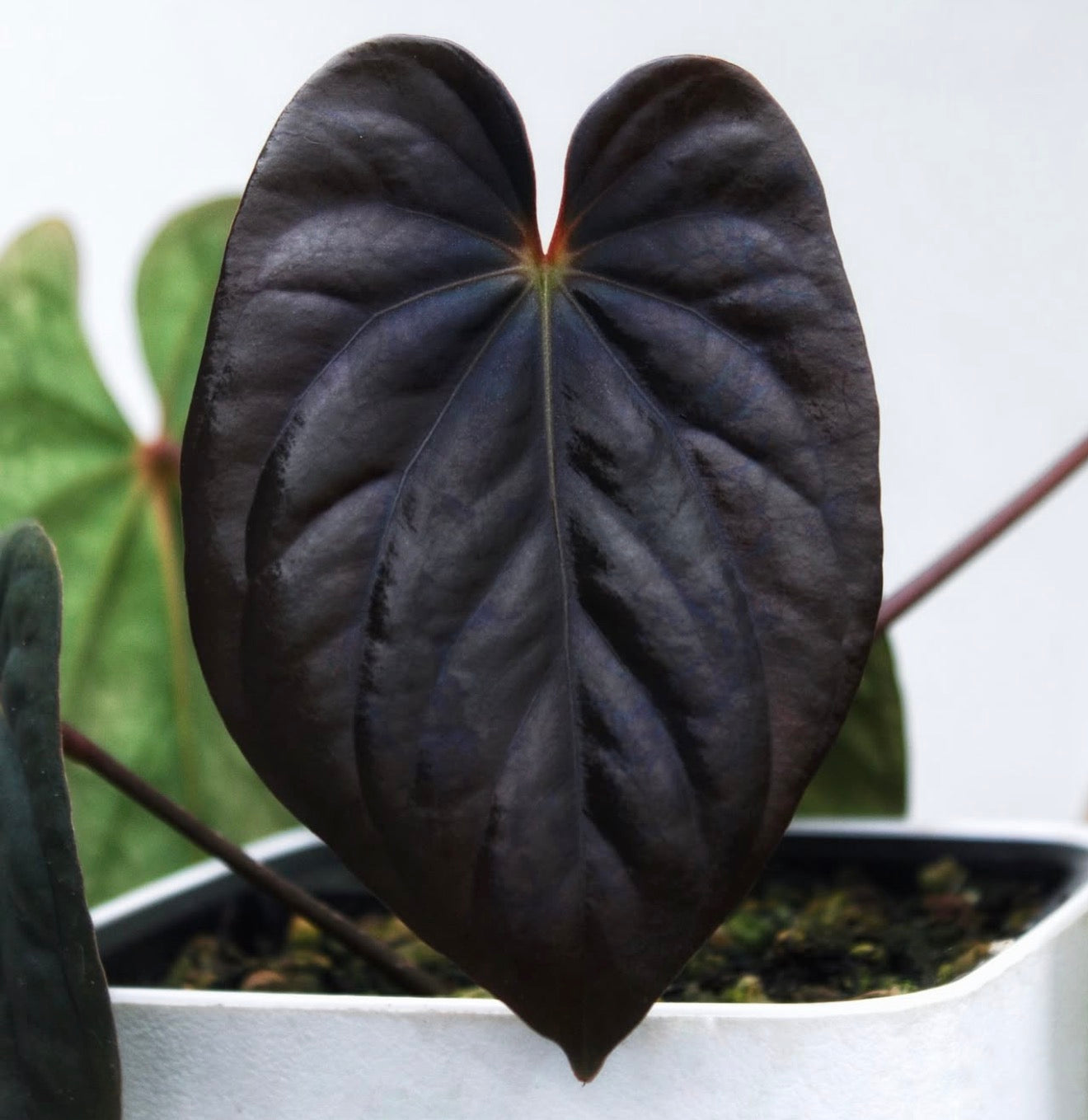 BVEP Carini Clone x Felix Clone – Jiggy Plant Guy