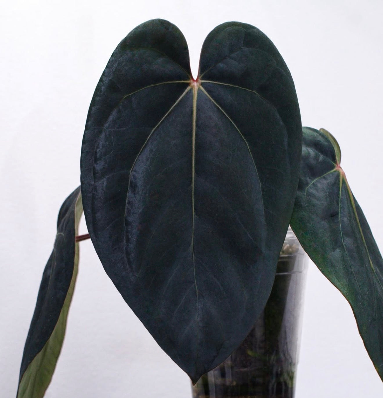 Igris Backcross :: (Carla x Port) x (Carla x Dressleri) x (Carla x Dressleri)