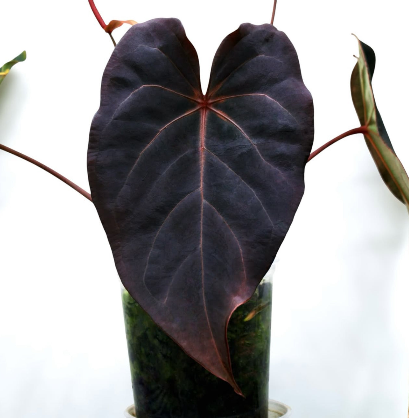 Red Velvet Cake × RL Red Vein Anthurium | JiggyPlantGuy