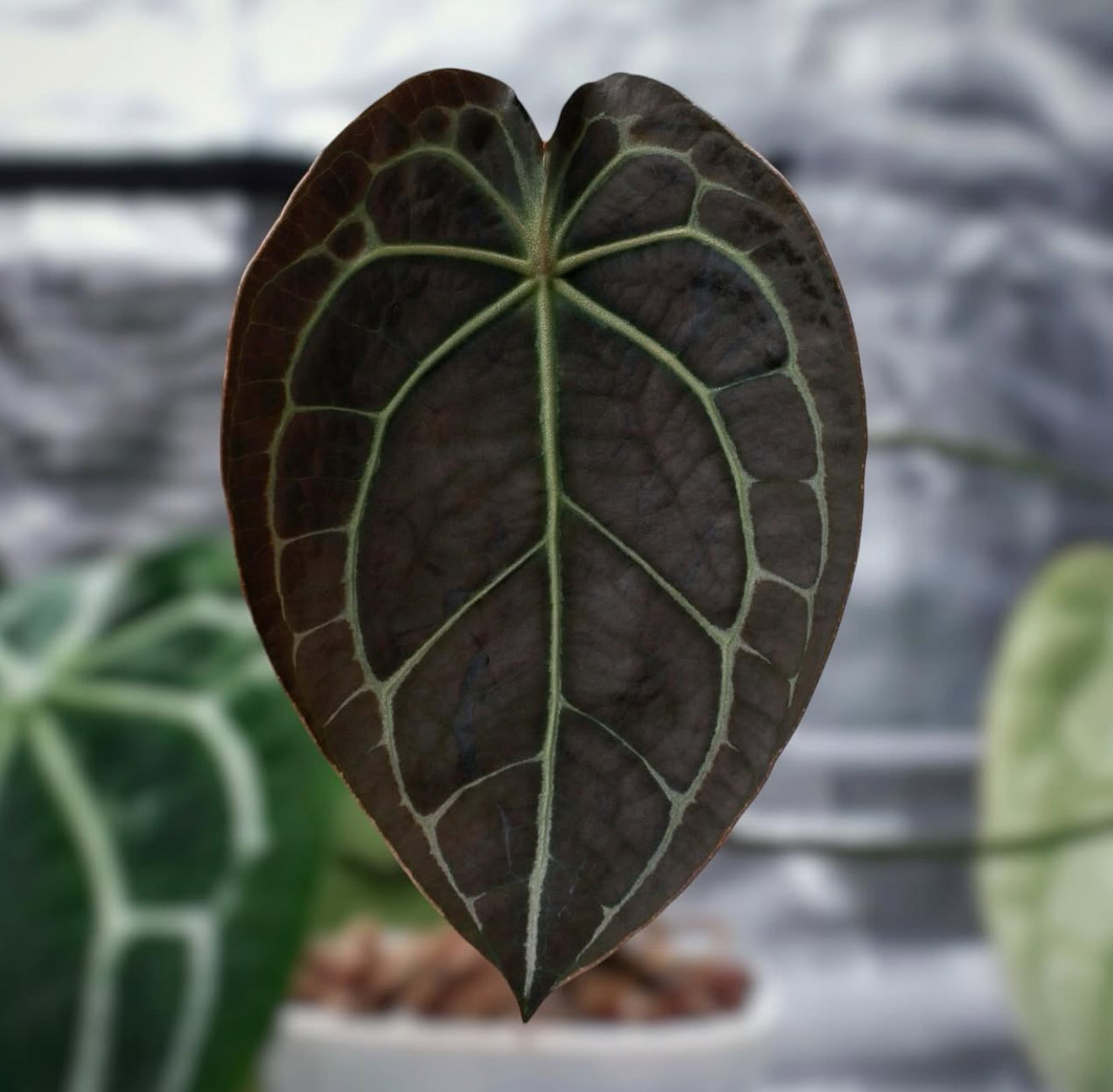 Leonardo (PL x Hoffmanii) x Carlablackiae – Jiggy Plant Guy