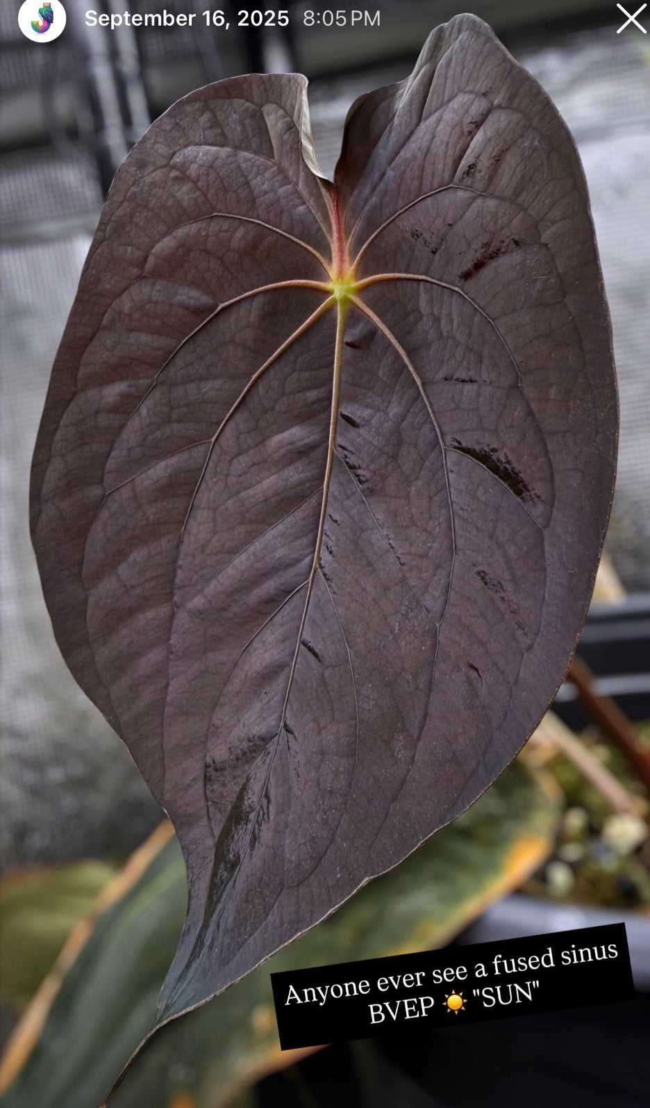 BVEP Sun Self Pure Antolakii Anthurium | JiggyPlantGuy