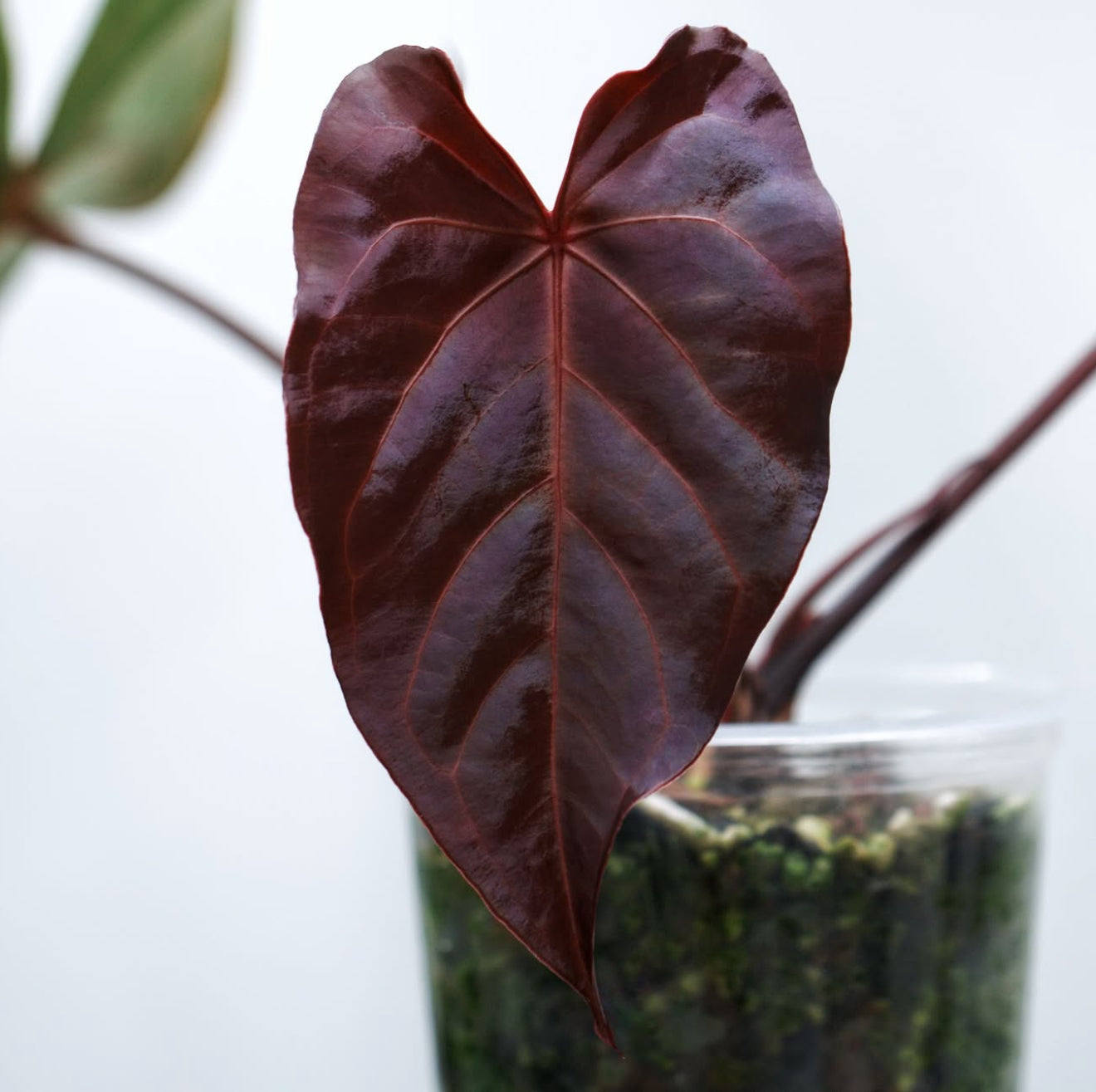 Red Velvet Cake × RL Red Vein Anthurium | JiggyPlantGuy