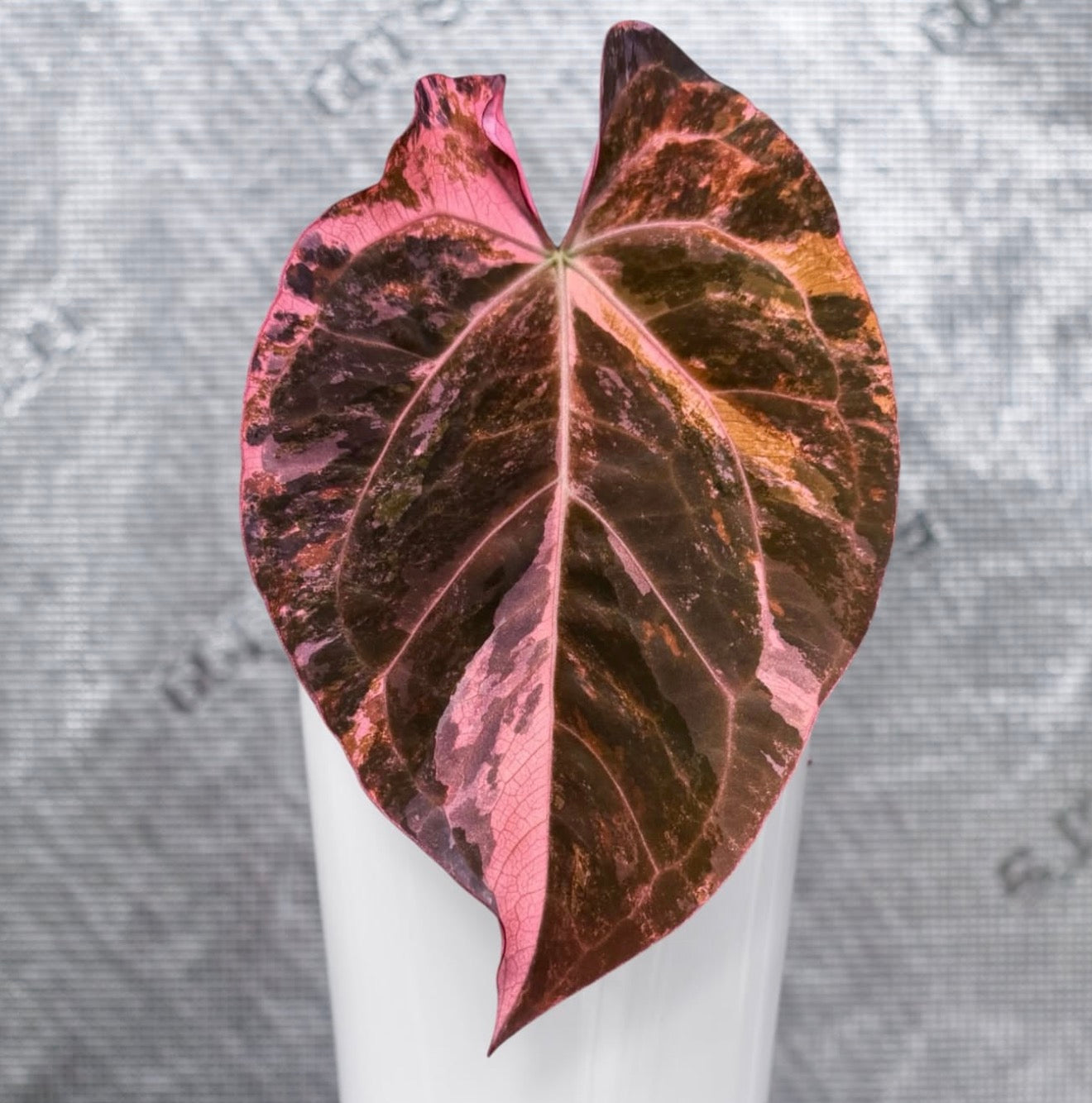 Variegated Wonderboy × Dreamweaver Anthurium Seed | JiggyPlantGuy