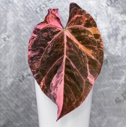 Variegated Wonderboy x Pap × Carlablackiae "Amanda"