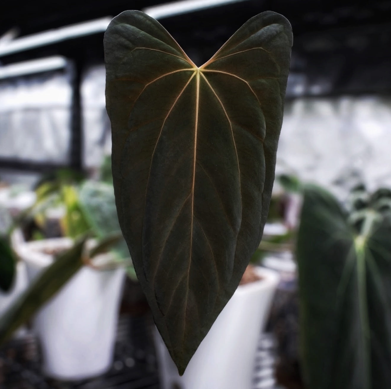 【GABRIELA ARTIGAS/ガブリエラ アルティガス】 C FLAT B Sculptresse CANDI 9375 - Bra~vo intimates