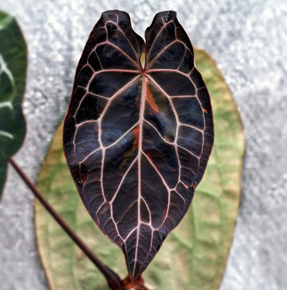 **New Release** :: (Var. BBB X Pumkin Spice) x Var. Wonderboy X Pap