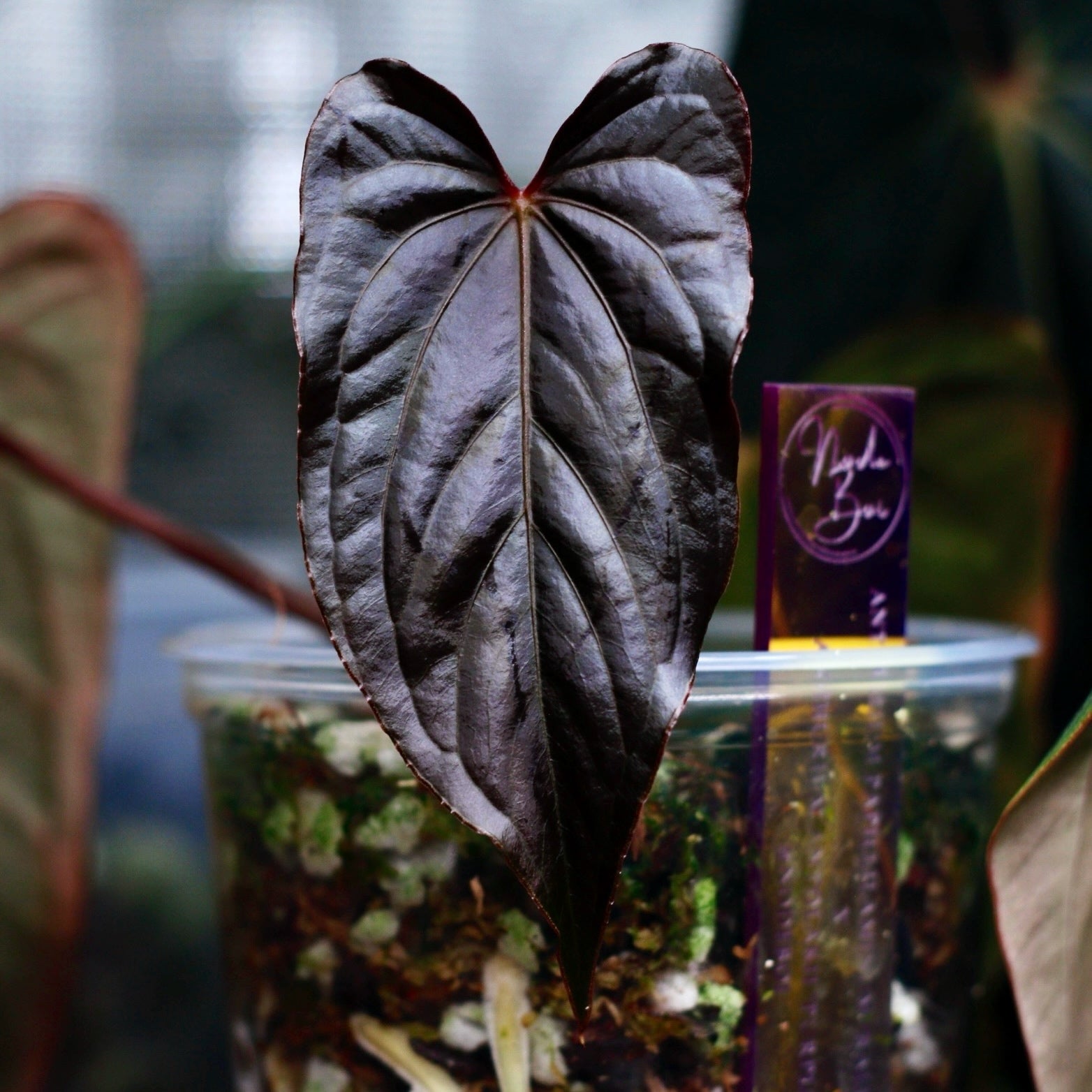 RL Clone × BVEP “Purple Rain” × RL × RG Dressleri F2 – Jiggy Plant Guy