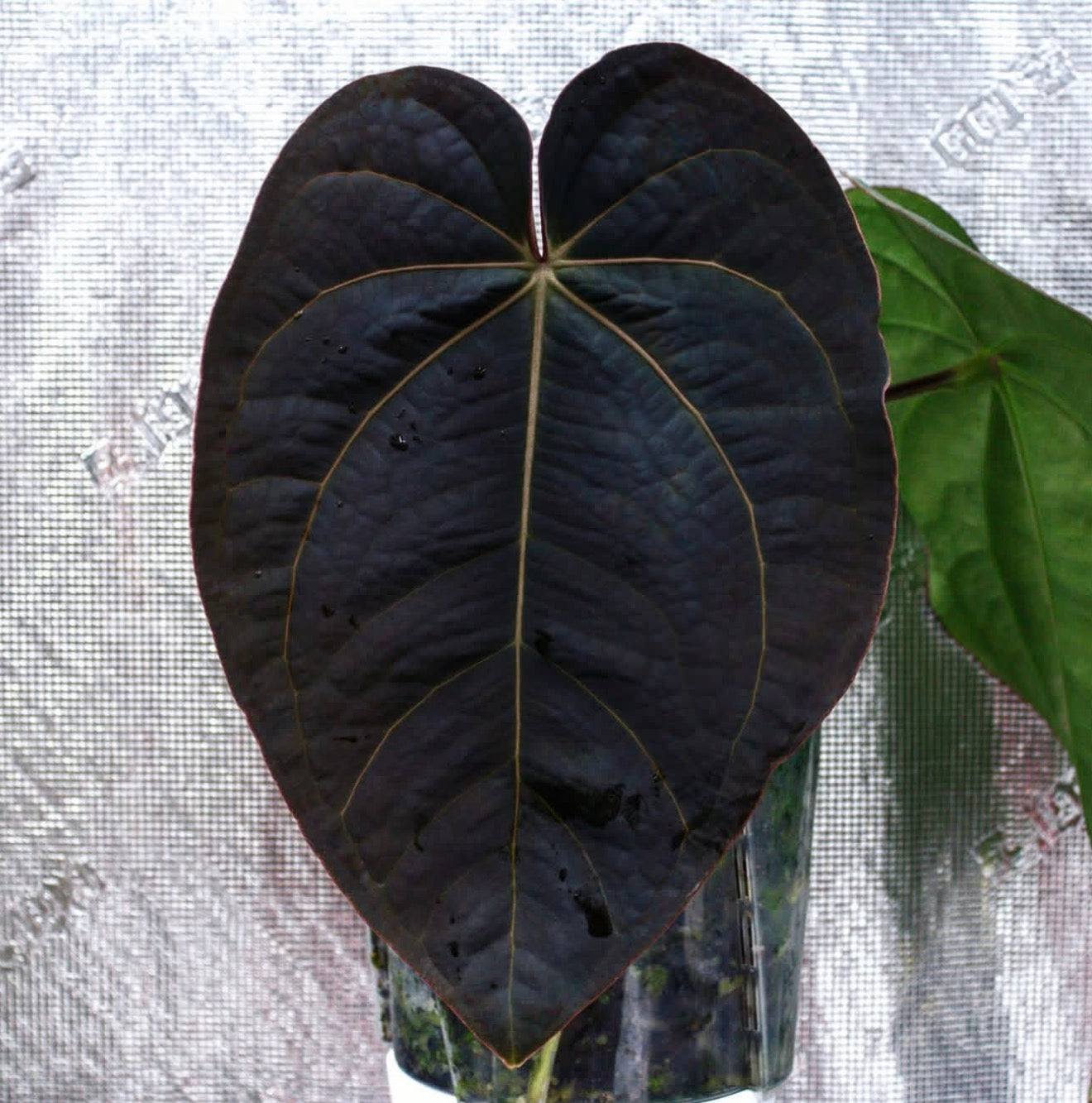 Igris Backcross :: (Carla x Port) x (Carla x Dressleri) x (Carla x Dressleri)