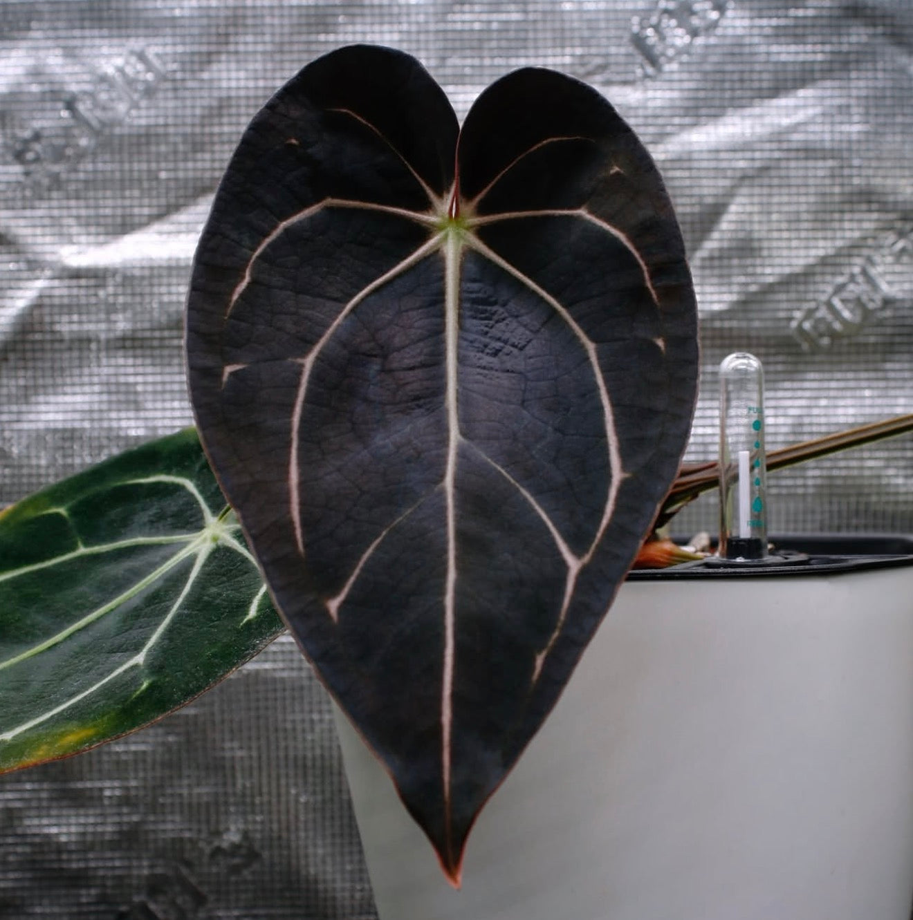 Jiggy Carlablackiae :: Volume 2 (JPG.2 × RA7 clone)