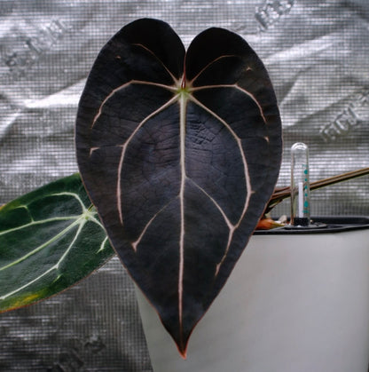 Jiggy Carlablackiae :: Volume 2 (JPG.2 × RA7 clone)