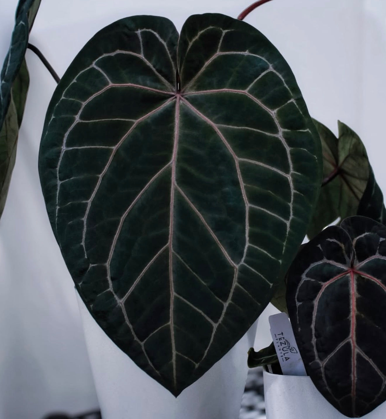 Tezula BWM × Besseae VSOP Anthurium Seedling | JiggyPlantGuy