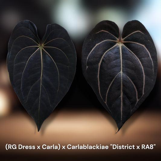 (Rg Dressleri F2 x Carla "Amanda") x Carla "District x RA8"