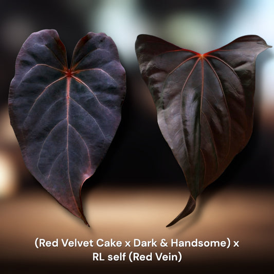 Red Velvet Cake x Dark & Handsome x 
RL self (Red Vein)