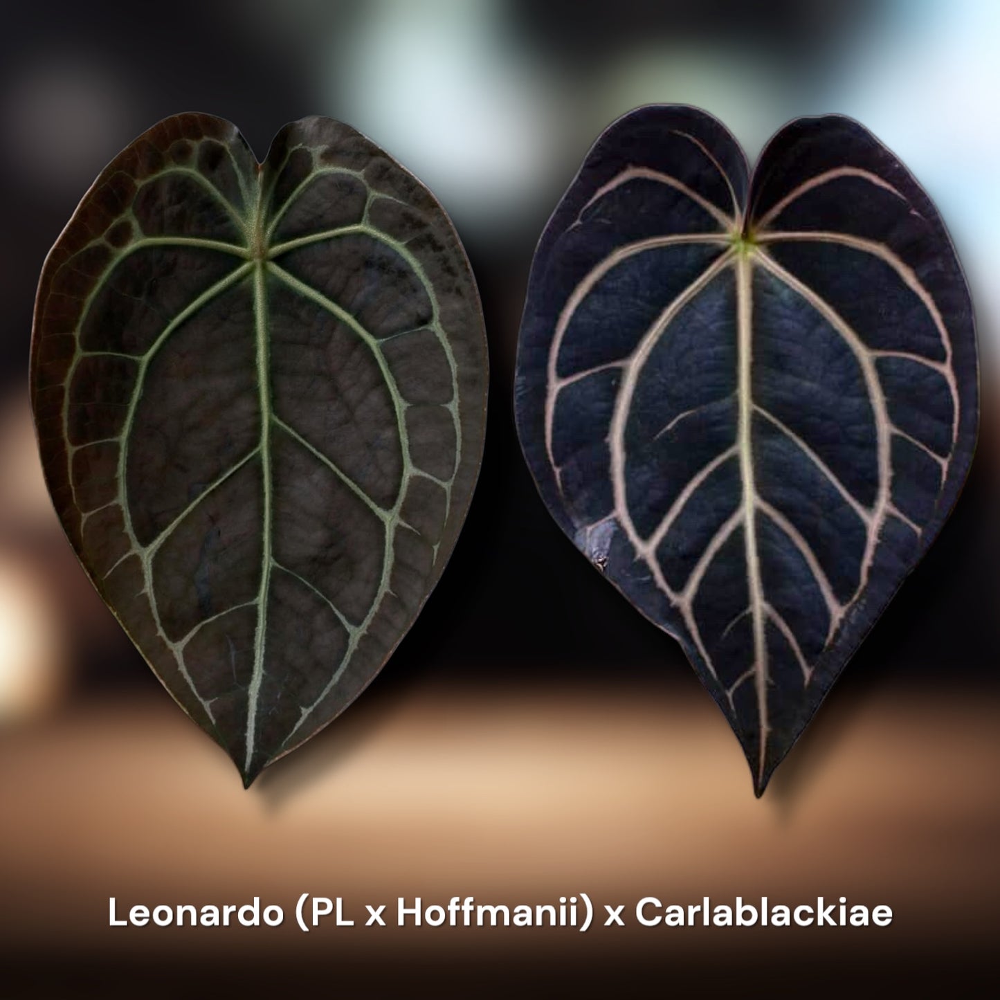 anthurium hoffmanii Leonardo (PL x Hoffmanii) x Carlablackiae – Jiggy Plant Guy