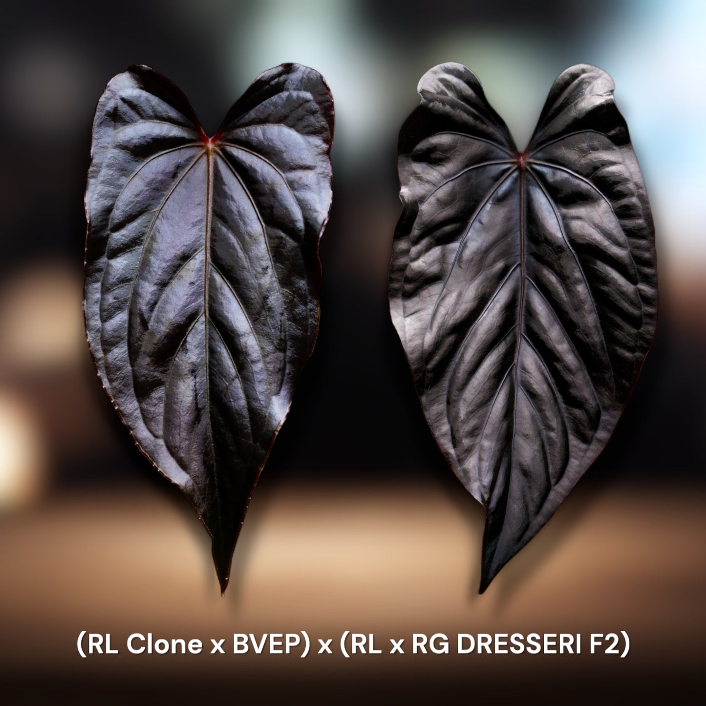 RL Clone x BVEP x (RL x RG DRESSERI F2)