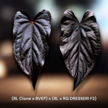 RL Clone x BVEP x (RL x RG DRESSERI F2)