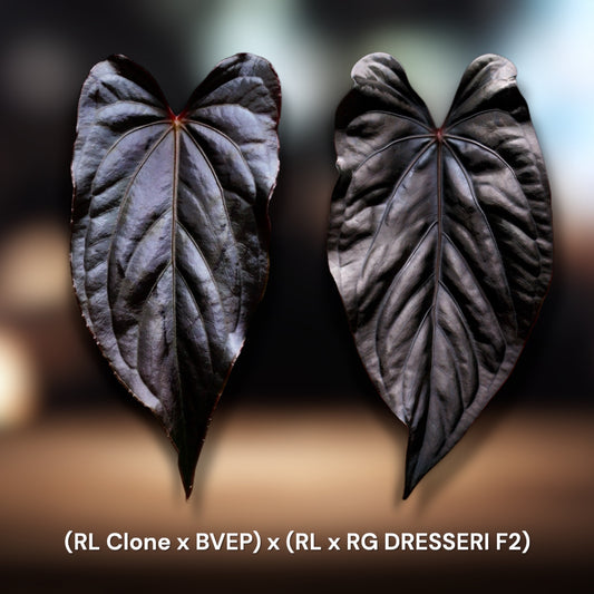 RL Clone x BVEP x (RL x RG DRESSERI F2)