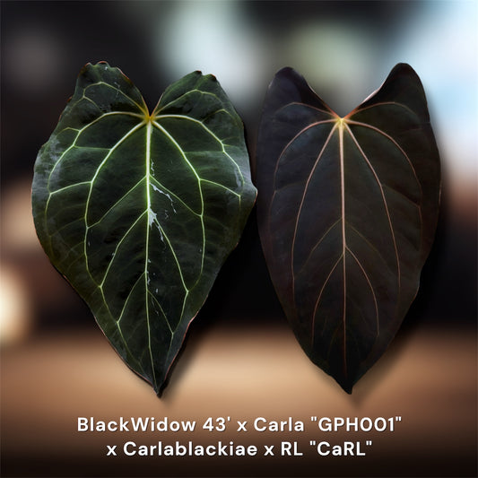 BlackWidow 43' x Carla "GPH001"
x Carlablackiae x RL "CaRL"