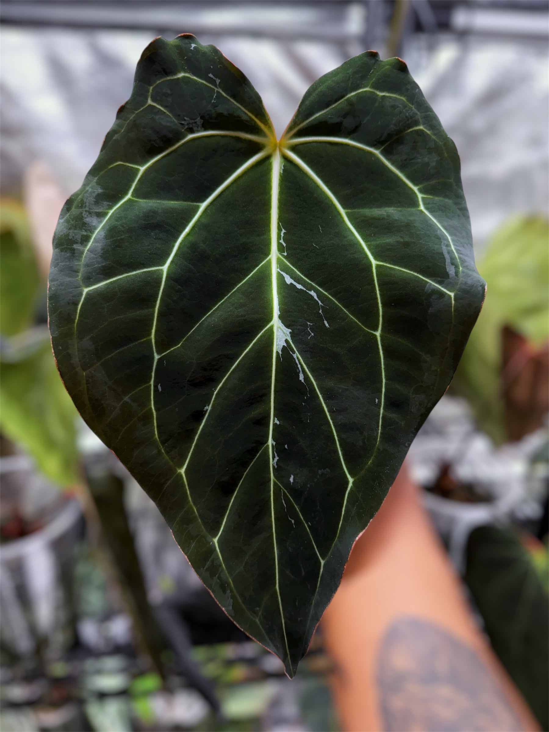 ロッド Carla BlackWidow 43' x Carla 