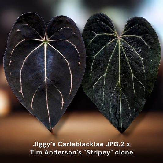 Carlablackiae JPG.2 x Tim Anderson 'Stripey' Clone