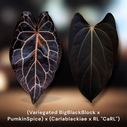 (Variegated BigBlackBlock x PumkinSpice) x (Carlablackiae x RL "CaRL")