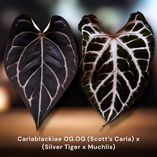 Carlablackiae OG.OG × (Silver Tiger × Muchlis)