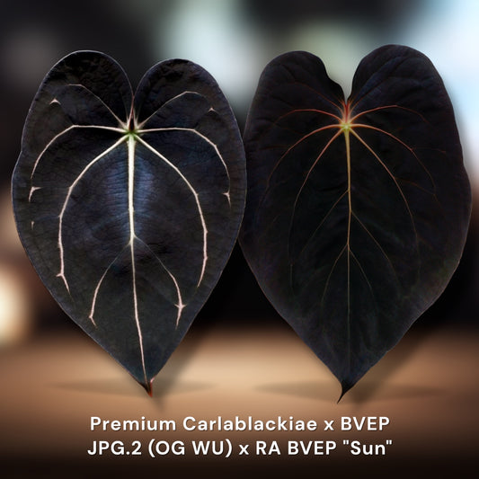 Jiggy Carlablackiae JPG.2  x  BVEP Sun