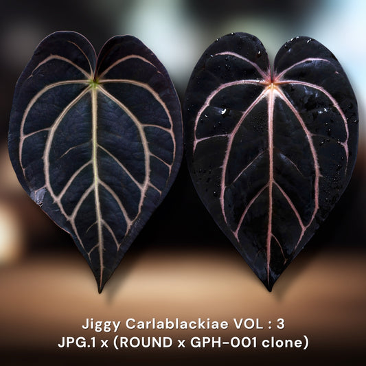 Jiggy Carlablackiae :: Volume 3