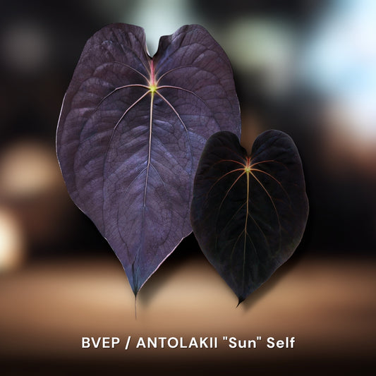 BVEP "Sun" self