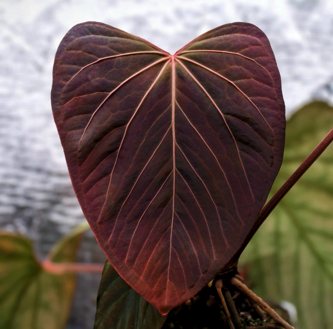 Dorito Portillae x Kunyalense x (Carlablackiae x Flat Besseae)