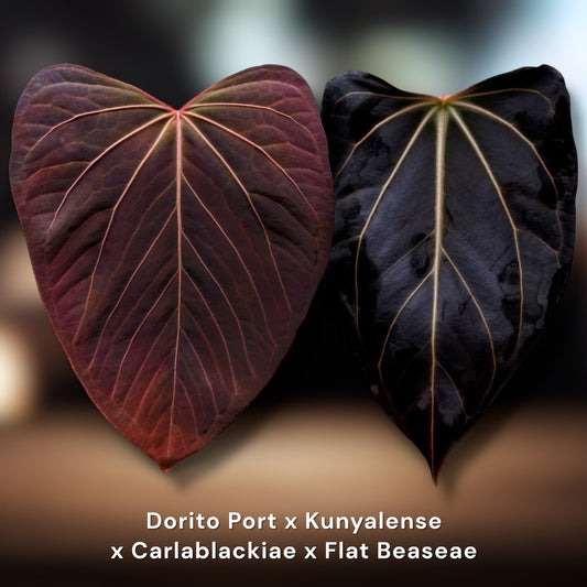 Dorito Portillae x Kunyalense x (Carlablackiae x Flat Besseae)