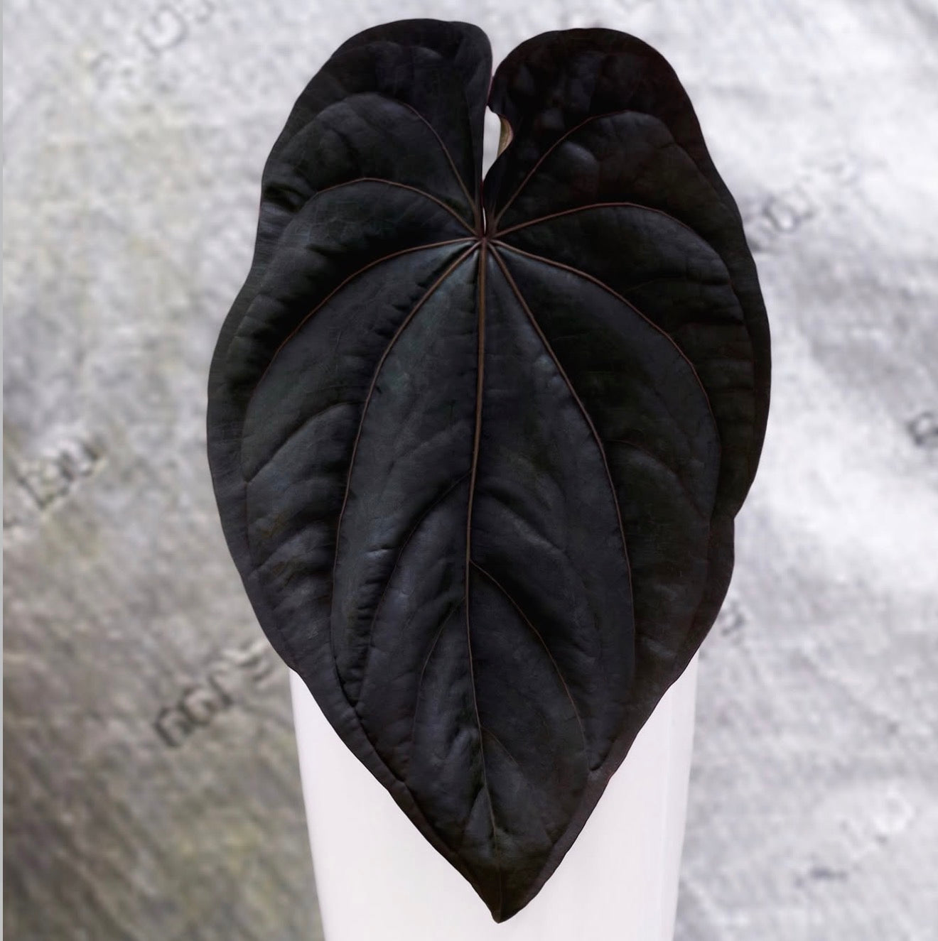 RG Dressleri F2 "Dark Clone" x JV RG Dressleri F2