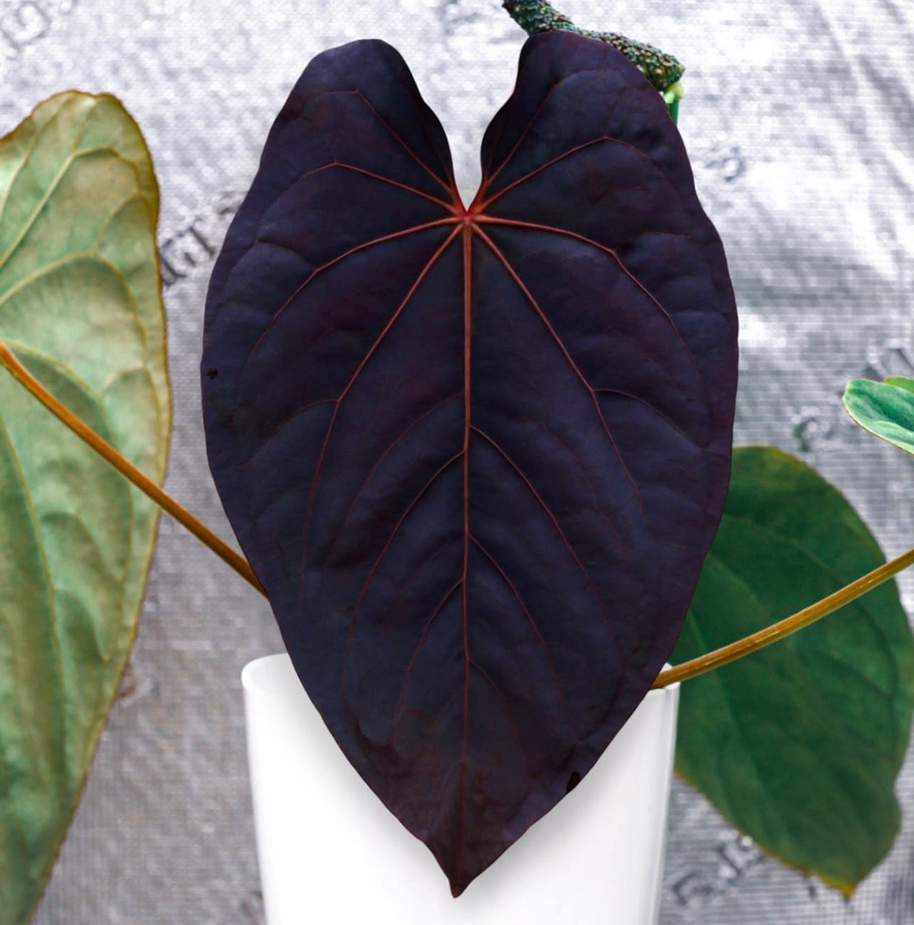 (Scott’s “Velvet Nuts” × Dressleri) × Ralph Lynam × Fort Sherman (RLFS) F2